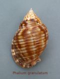 Phalium granulatum